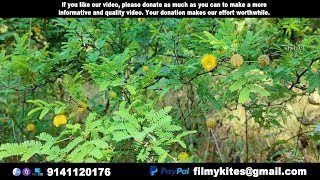 Flowers  215  Sweet acacia  Vachellia farnesiana [upl. by Nairret120]