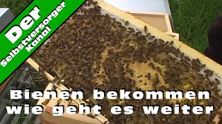 Bienen bekommen wie geht es weiter [upl. by Raffaello]