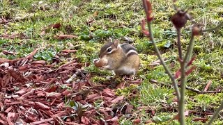 Chipmunk stares at me [upl. by Feodora]