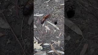 We found a Witchetty grub chrysalis [upl. by Lindberg]