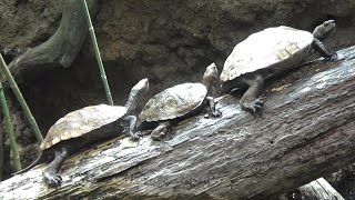 並んで日向ぼっこするイシガメさんたち Cute Japanese pond turtles basking time【Cute animal videos】【井の頭公園自然文化園】 [upl. by Seale]