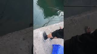 2024 temmuz ayı samsun Dereköy limanı ekmekle kefal avı karadeniz balık fishing kefal [upl. by Julina]