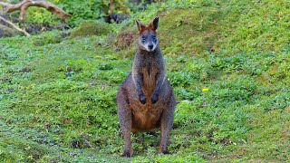 Curious wallaby grazing in a natural habitat moods nature wallaby kangaroo treekangaroos [upl. by Aerbas]