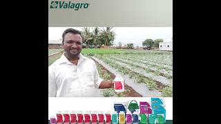 Valagro Bioscience Solution 🌱🍅 Radifarm 🍅🌱 [upl. by Oruam]