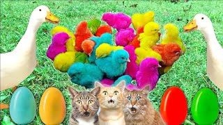 Catch Cute Chickens Colorful Chicken Rainbow Chicken Rabbits Cute Cat Duckling cute animal 1 [upl. by Florry]