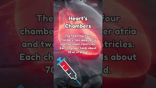 Heart Chambers Anatomy the basics you need to know 💗 [upl. by Henghold]