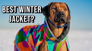 Whats the Best Winter Coat for Rhodesian Ridgebacks [upl. by Binnings]