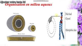 Propriétés des lipides membranaires [upl. by Knowles]