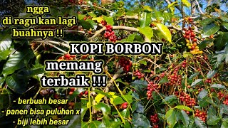 YANG LAIN SUDAH HABIS TAPI JENIS KOPI ARABIKA INI MASIH BERBUAH BANYAKferyduniatanibertani kopi [upl. by Yardley362]