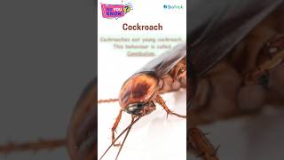 Cockroach  Class 11 Biology  Biology Boons  Structural Organisation in Animals [upl. by Yvette]