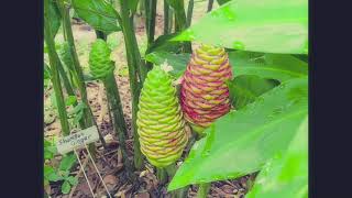 Shampoo Ginger from RhizomePlantRed Cones  Zingiber zerumbet awapuhi bitter shampoo amp pine cone [upl. by Rosemonde630]