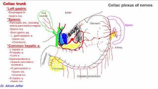 Anatomy of celiac trunk [upl. by Carrick70]