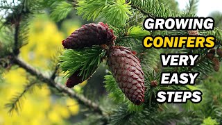 How To Grow And Care For Conifers [upl. by Ennaxor]