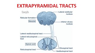 Extrapyramidal Tracts [upl. by Lenod]