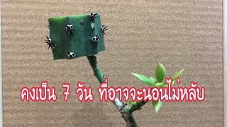 ลองกราฟหนามดำบนตอเปเรส Pereskiopsis [upl. by Naro]