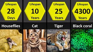 Unbelievable Lifespans How Long Do Animals Really Live [upl. by Farny]