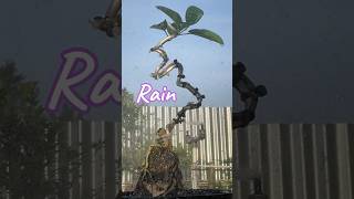 Bonsai Tree Trunk Formation Process [upl. by Juanne75]