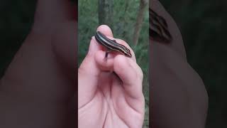 Baby fivelined skink herpetology herping wildlife nature animals herplife skink lizard [upl. by Corine]