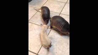 Three baby armadillos meet a kitten [upl. by Yendys619]