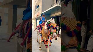 Horse 🐎 Riding  horse horses ghoda horseriding horselover ytvideo shortsfeed dhruhi [upl. by Holland]