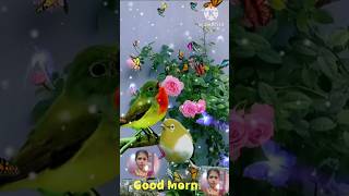 GOOD MORNING video [upl. by Ami]