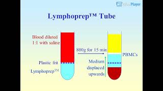 Purification of cells from human peripheral blood [upl. by Ahserak829]