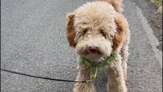 GOLDENDOODLE NEW PUPPY TRAINING 🐶newpuppy [upl. by Liu]