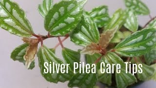 Silver Pilea  Aluminum Plant Care Tips [upl. by Durrej]