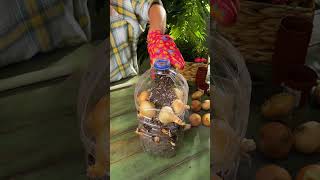 How to grow onions in a plastic bottle 🧅 indoorgarden plasticbottles growyourown growyourownfood [upl. by Anerhs]