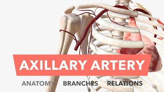 Axillary Artery  Anatomy Branches amp Relations [upl. by Ressler]