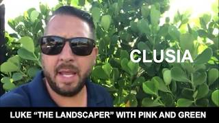 Use Clusia Hedge to Replace Ficus  Luke  The Landscaper  Pink and Green [upl. by Yehtomit]