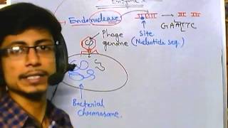 What are restriction enzymes [upl. by Eimerej]