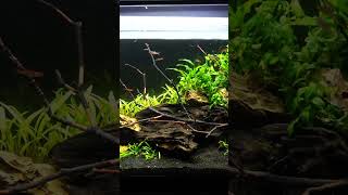 10 FIsh in a 5 Gallon Aquarium fishtank aquariumfish fishkeeping fish nanofish shorts [upl. by Catton]