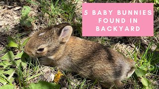 Wild Cottontail Bunny Gave Birth in Backyard  Watch the Bunnies Grow [upl. by Thoma]