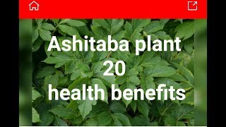 👉Ashitaba plant teacoffee capsule health benefits [upl. by Anar]