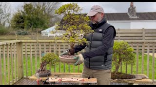 Alberta Spruce Bonsai Repotting [upl. by Maroney]