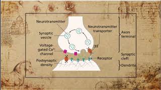 What Are Antidepressants How Do Antidepressants Work [upl. by Bush]