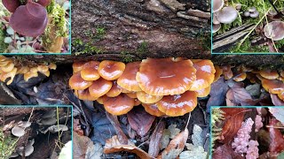 🍄Winterpilze in der Mittagspause  12122024 Austern Samties und Öhrchen wachsen und wachsen 🤩 [upl. by Oner]