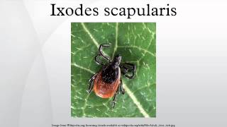 Ixodes scapularis [upl. by Alliuqaj93]