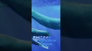 la evolución de la ballena 🐋🐳 [upl. by Mashe]