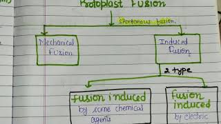 Protoplast fusion [upl. by Ekal276]