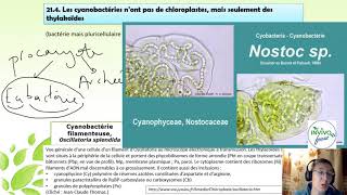 O54 Cyanobactéries et autotrophie CN [upl. by Laure]