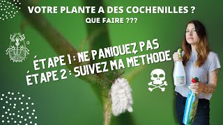 Votre plante a des cochenilles  Que faire  Facile suivez ma méthode [upl. by Araiet]