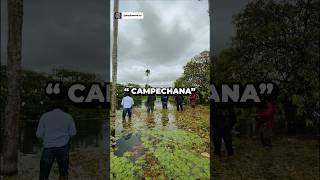 Campechana  Día 0829 febrero 🤠 cultura llano caballos sabana cuero ganado [upl. by Lehctim]