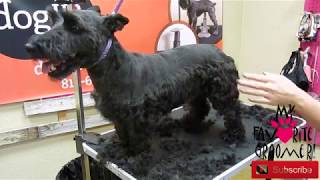 Scottish Terrier Grooming [upl. by Nnylaj]