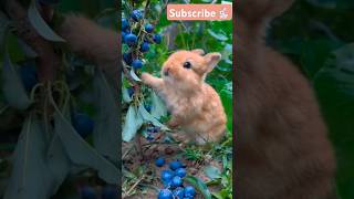 Fluffy bunny eating blueberry bunnybaby babybunny bunny bunnyeating subscribe [upl. by Morton714]