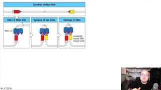 52 Mechanisms of VDJ recombination [upl. by Rinee]