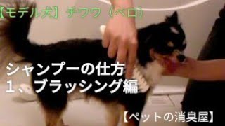 【モデル犬】 チワワ（ペロ）シャンプーの仕方 「１、ブラッシング編」【ペットの消臭屋】 [upl. by Enihpesoj802]