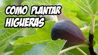 COMO PLANTAR UNA HIGUERA CON ÉXITO 😍  La Huerta de Ivan [upl. by Gierc]