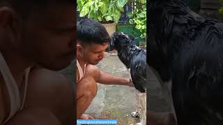 🛁🛁 song doglover love youtubeshorts shorts puppy play [upl. by Klara]